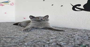 British Shorthair cats - Advert 9