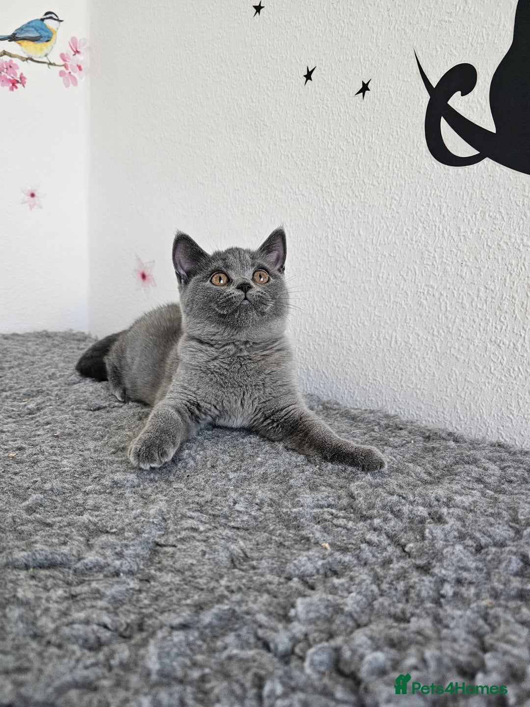 British Shorthair cats for sale: Gccf British Shorthair female  - Image 2