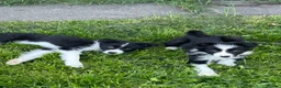 Border Collie dogs for sale: ISDS registered border collie puppies  - Advert 13