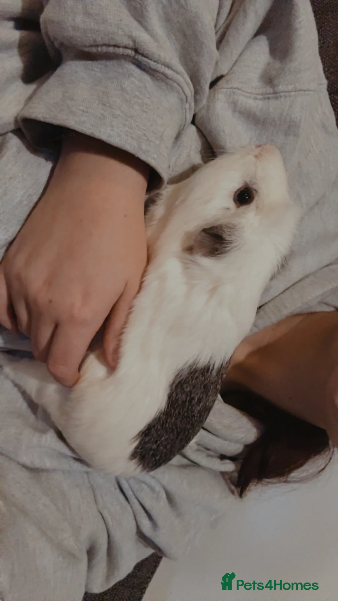 Guinea Pig rodents for sale: 2x bonded Male Guinea pigs  - Advert 11