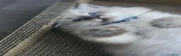 Ragdoll cats for sale: 2 Stunning TICA Ragdoll Boys  - Advert 4
