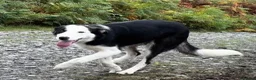 Border Collie dogs for sale: 8 month old Border Collie Male - Advert 10