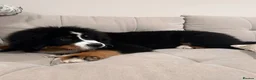 Bernese Mountain Dog dogs for sale: Buzz - Male Bernese Mountain Dog 20 months in Market Harborough - Advert 9