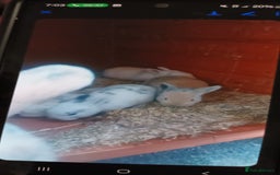 Mini Lion Lop rabbits for sale: I have two white rabbits for sale  - Image 1