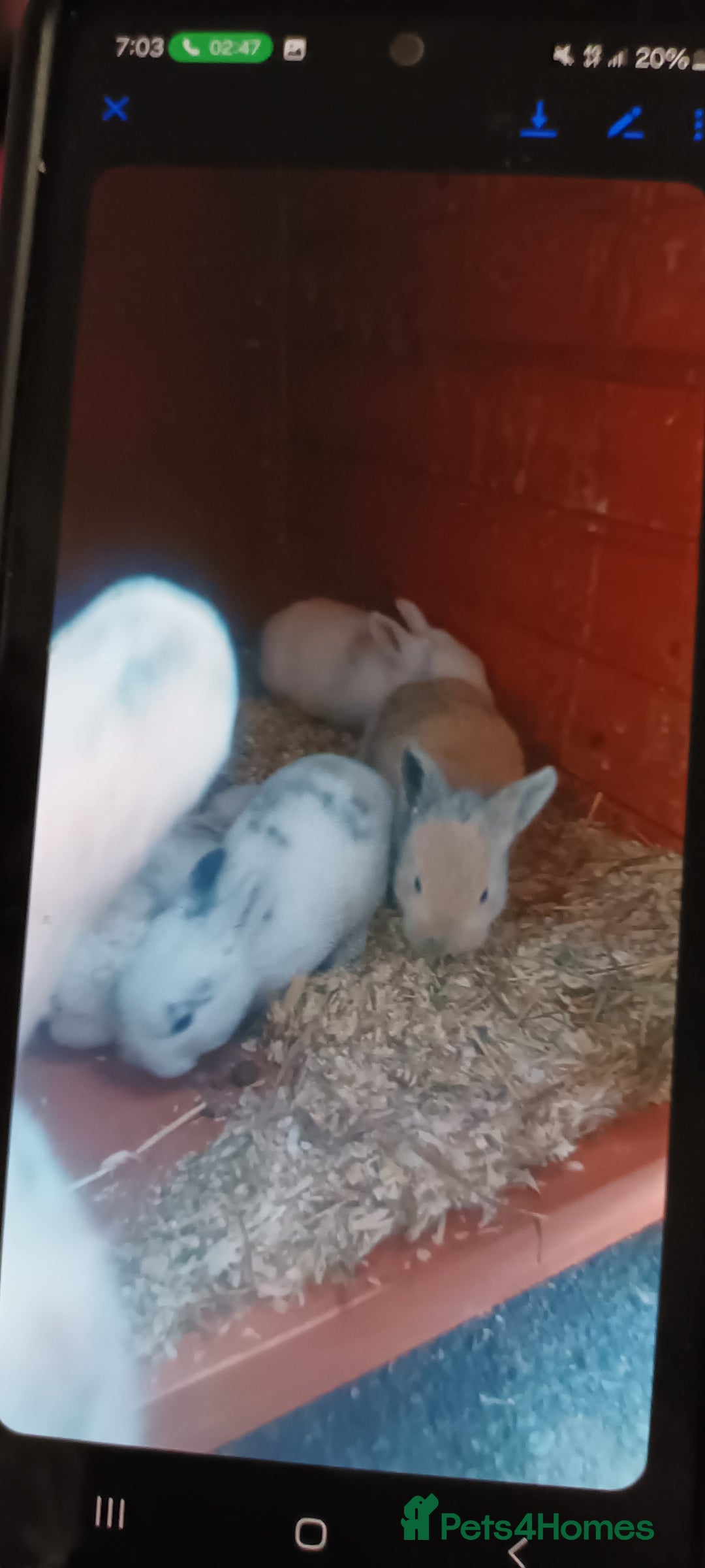 Mini Lion Lop rabbits for sale: I have two white rabbits for sale  - Image 1