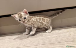 Bengal cats for sale: Bengal Kittens For Sale (4 Left) - Image 7