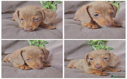 Miniature Dachshund dogs for sale: LAST PUPPY REMAINING Dapple Miniature Dachshunds  - Image 9