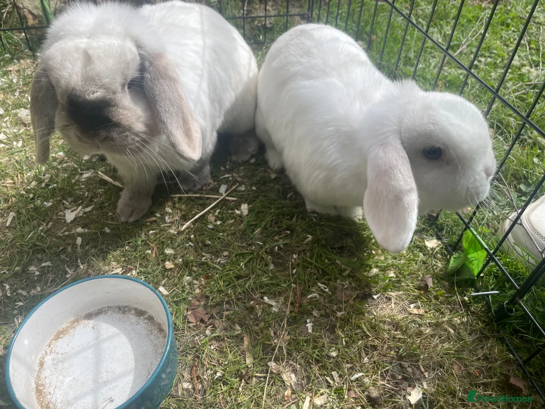 Mini Lop rabbits for sale: Male and female Rabbits in Alfreton - Advert 2