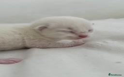 Ragdoll cats for sale: BLUE POINT RAGDOLL KITTENS! - Image 14
