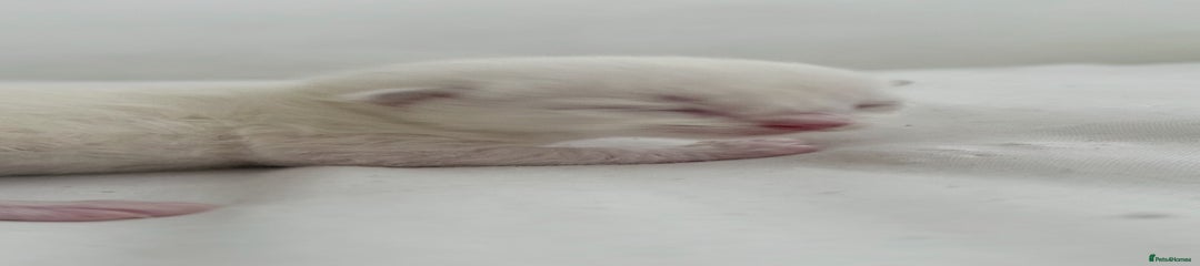 Ragdoll Kitten 4