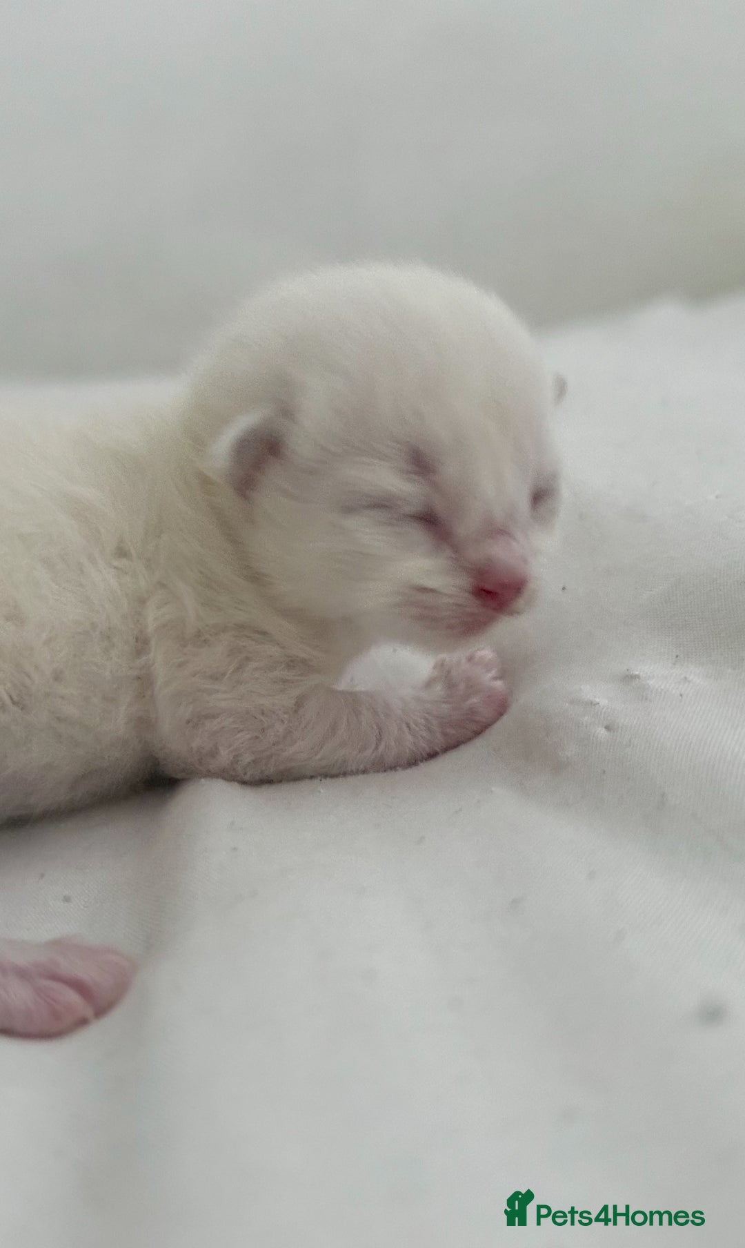 Ragdoll cats for sale: BLUE POINT RAGDOLL KITTENS! - Image 14