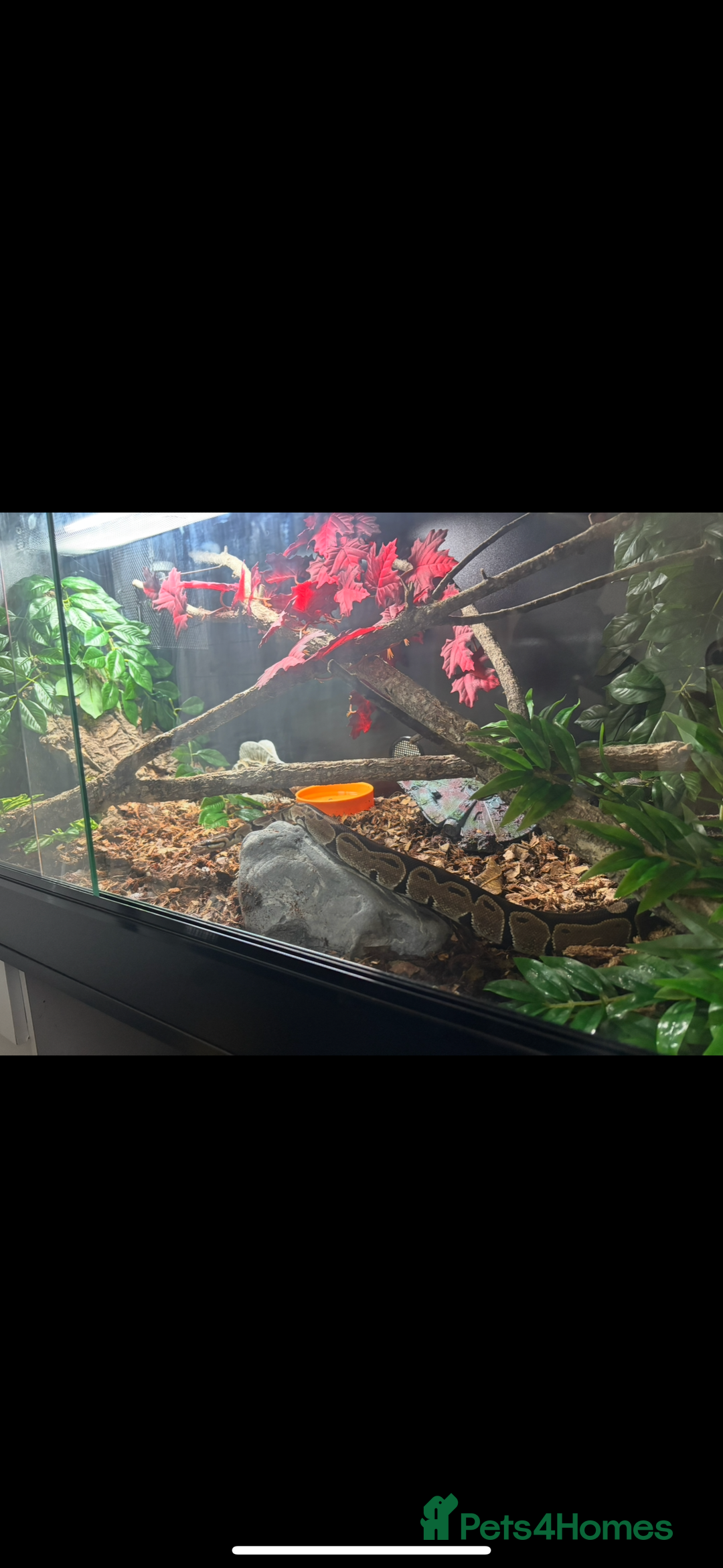 Python Snake reptiles for sale: Reggie the Loving Royal Python - 3 Years Old - Image 7