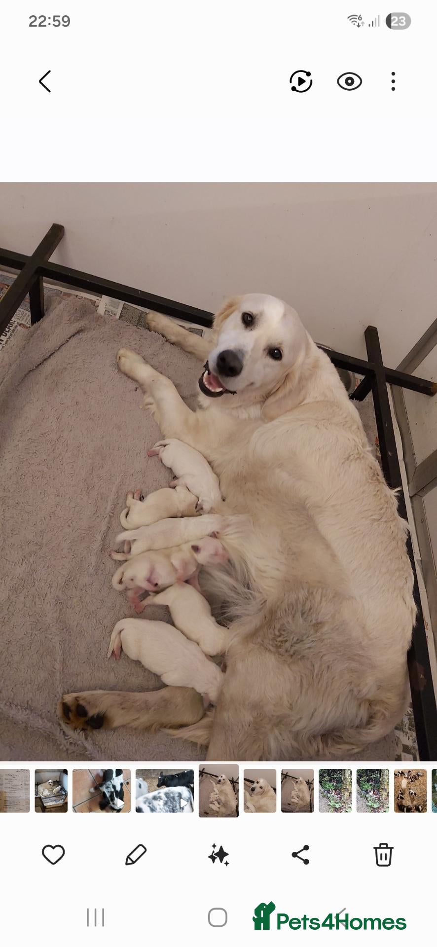 Golden Retriever dogs Stunning Golden Retrievers - Advert 1