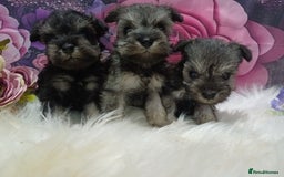 Miniature Schnauzer dogs for sale: Kc true miniature schnauzers  - Image 12