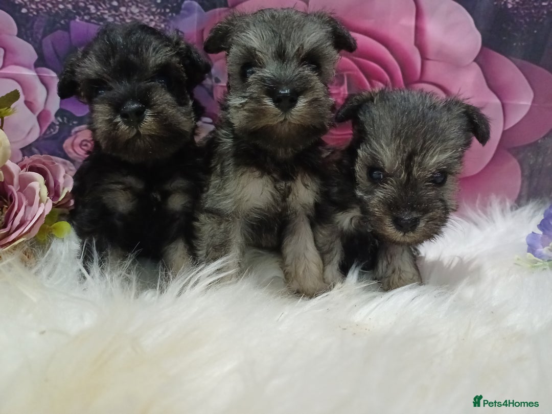 Miniature Schnauzer dogs for sale: Kc true miniature schnauzers  - Image 12