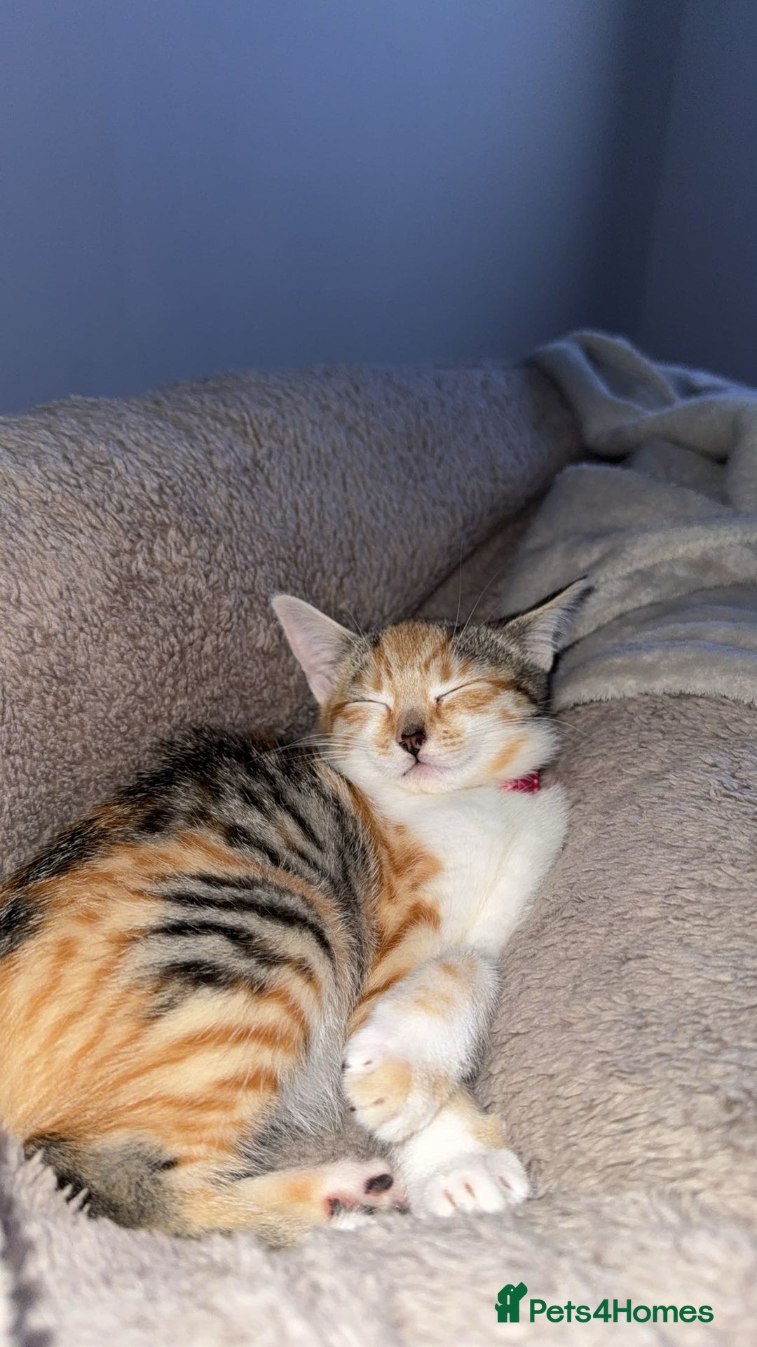 Mixed Breed cats for sale: Sweetest Kitten for sale  - Image 10