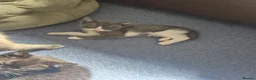 Mixed Breed cats for sale: Gorgeous kittens for sale - Advert 6