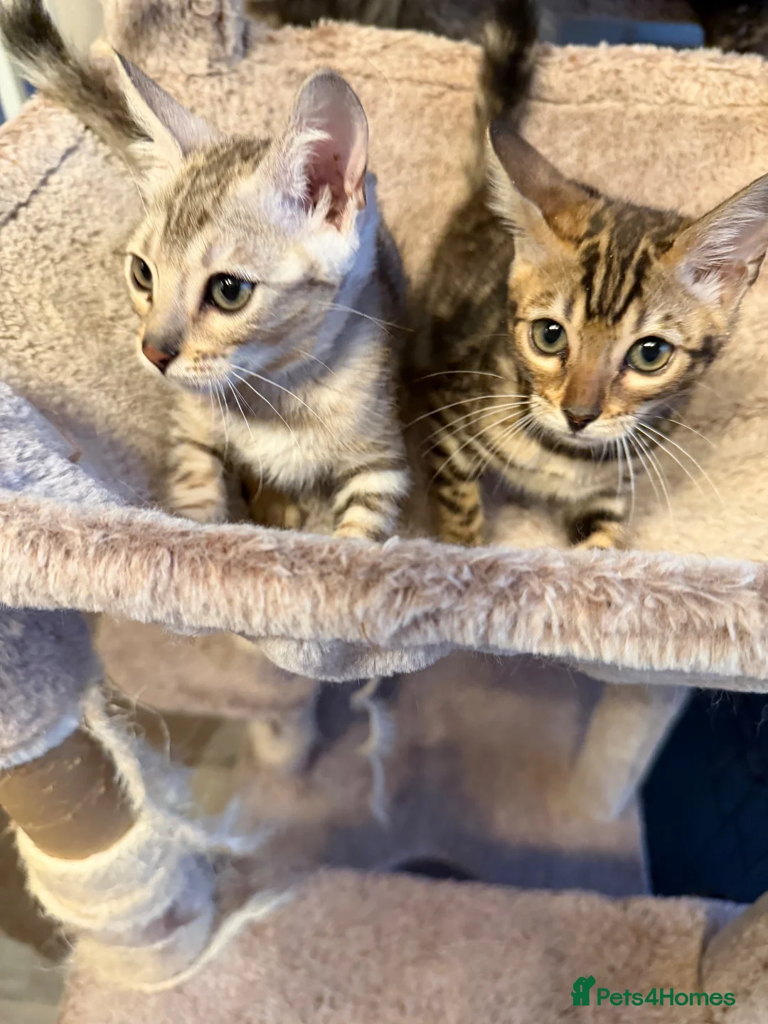 Bengal cats for sale: BENGAL KITTENS FOR SALE - Advert 5