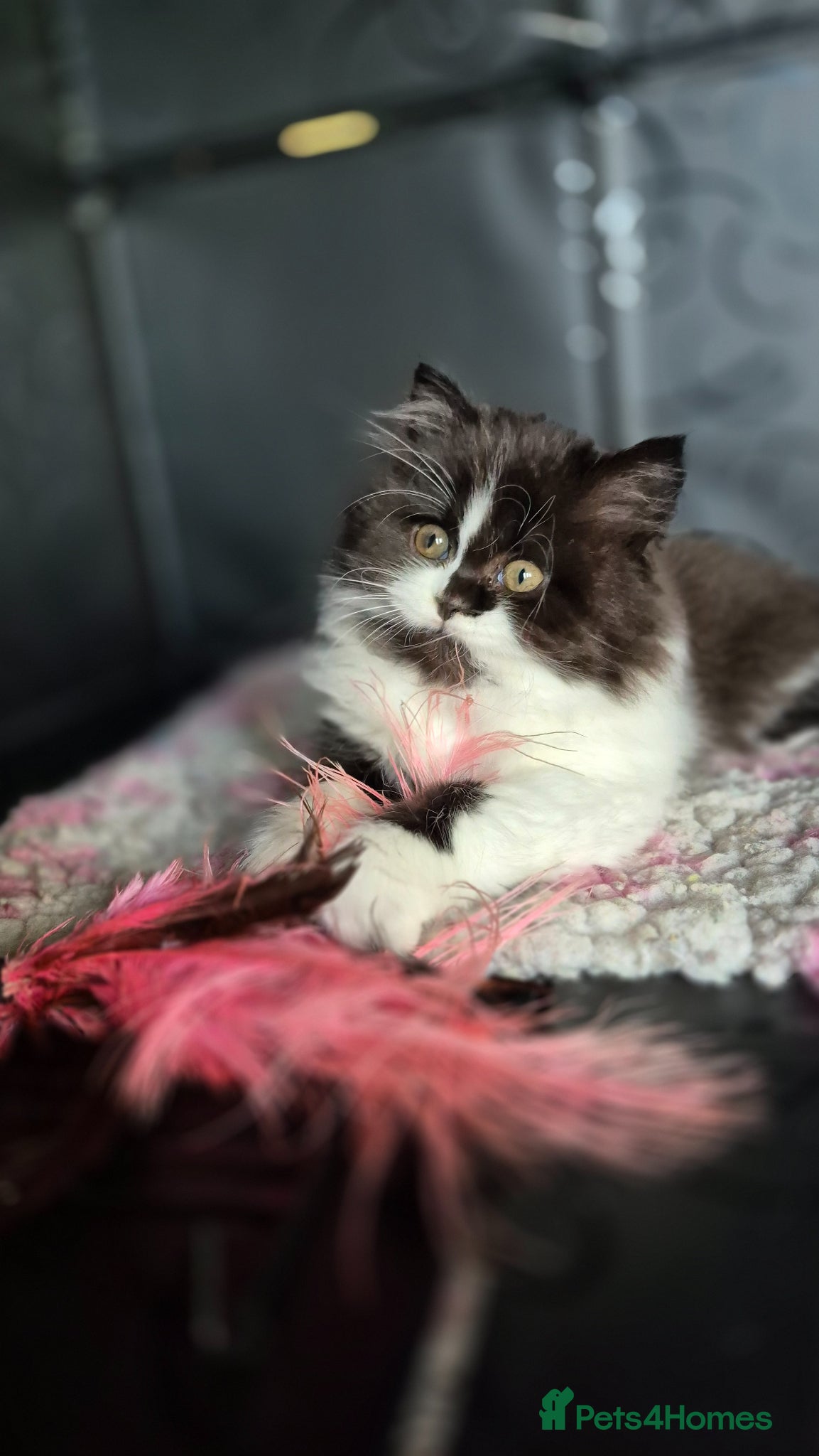 British Longhair cats British Longhair and Shorthair kittens available  - Advert 1