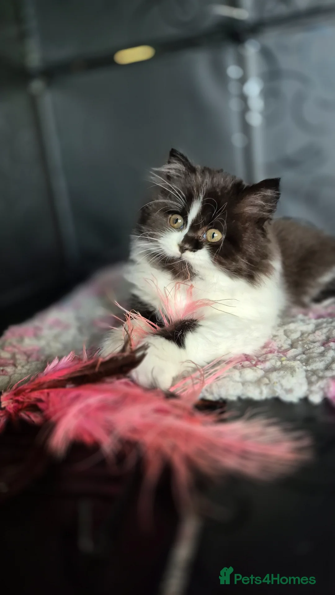 British Longhair cats for sale: British Longhair and Shorthair kittens available  - Advert 1