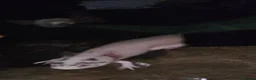 Axolotl reptiles for sale: Open to offers  in Leicester - Advert 4