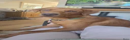 Labrador Retriever dogs for sale: Labrador puppies  in Rugeley - Advert 12