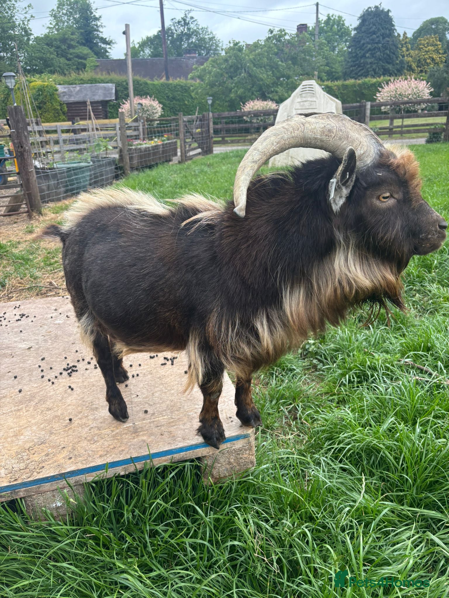 Goats livestock for sale: Pygmy goat Billy  - Advert 2