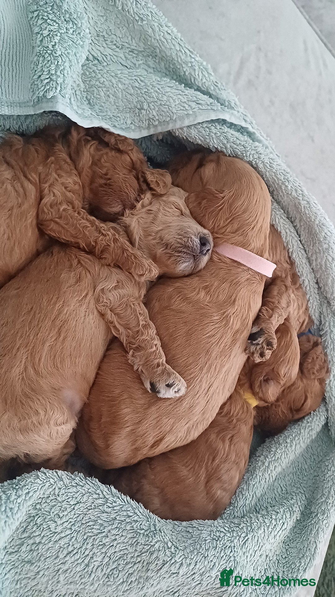 Cockapoo dogs for sale: Beautiful cockapoo puppies  - Image 22
