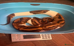 Python Snake reptiles for sale: Ball python for rehoming  - Advert 2