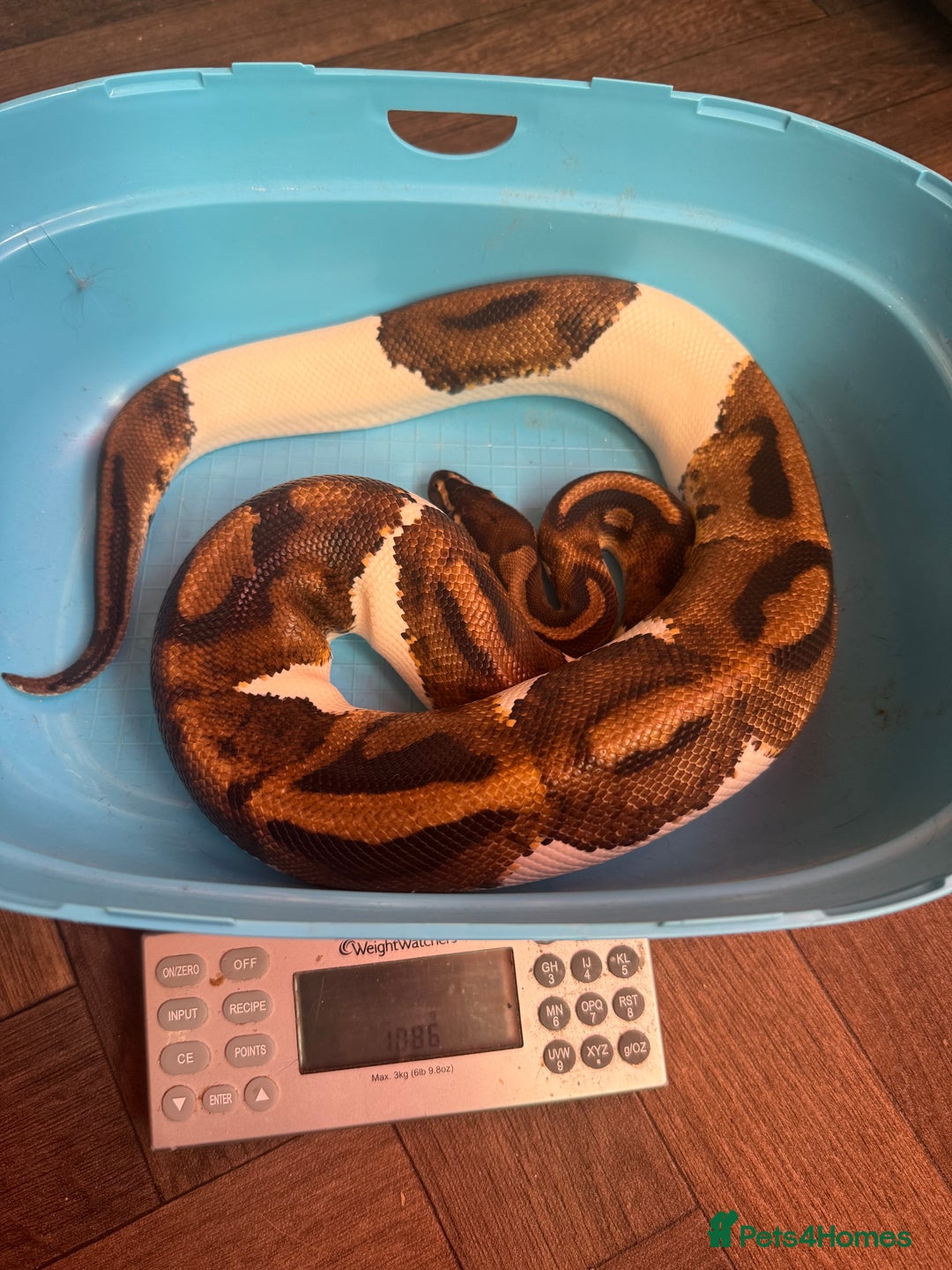 Python Snake reptiles for sale: Ball python for rehoming  - Advert 2
