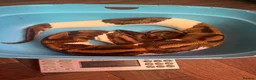 Python Snake reptiles for sale: Ball python for rehoming  - Advert 2