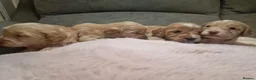 Cockapoo dogs for sale: Beautiful cockerpoo pups in Dorchester - Advert 14