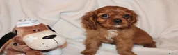Cavalier King Charles Spaniel dogs for sale: Gorgeous Cavalier King Charles Spaniel puppies - Advert 4