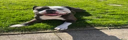 Alapaha Blue Blood Bulldog dogs for stud: Alapaha Blue Blood Bulldog Stud Available in Sheffield - Advert 3