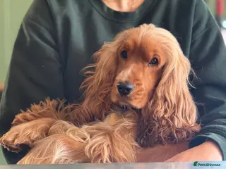 Cocker Spaniel dogs LUDO Golden KC Show Cocker Spaniel Stud BEST TEST - Advert 1