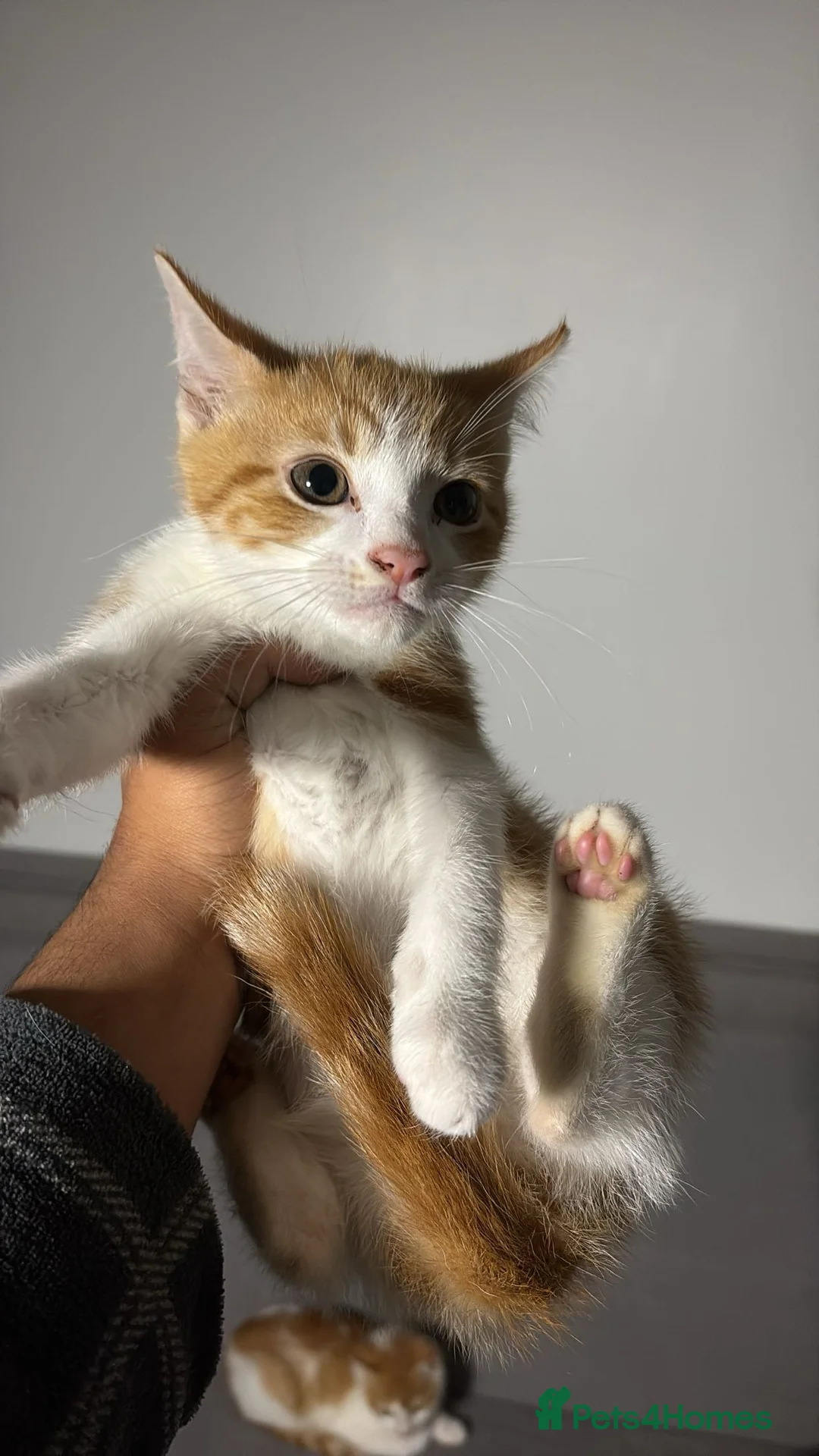 Mixed Breed cats for sale: X4 beautiful ginger kittens - Ready for rehoming - Advert 6