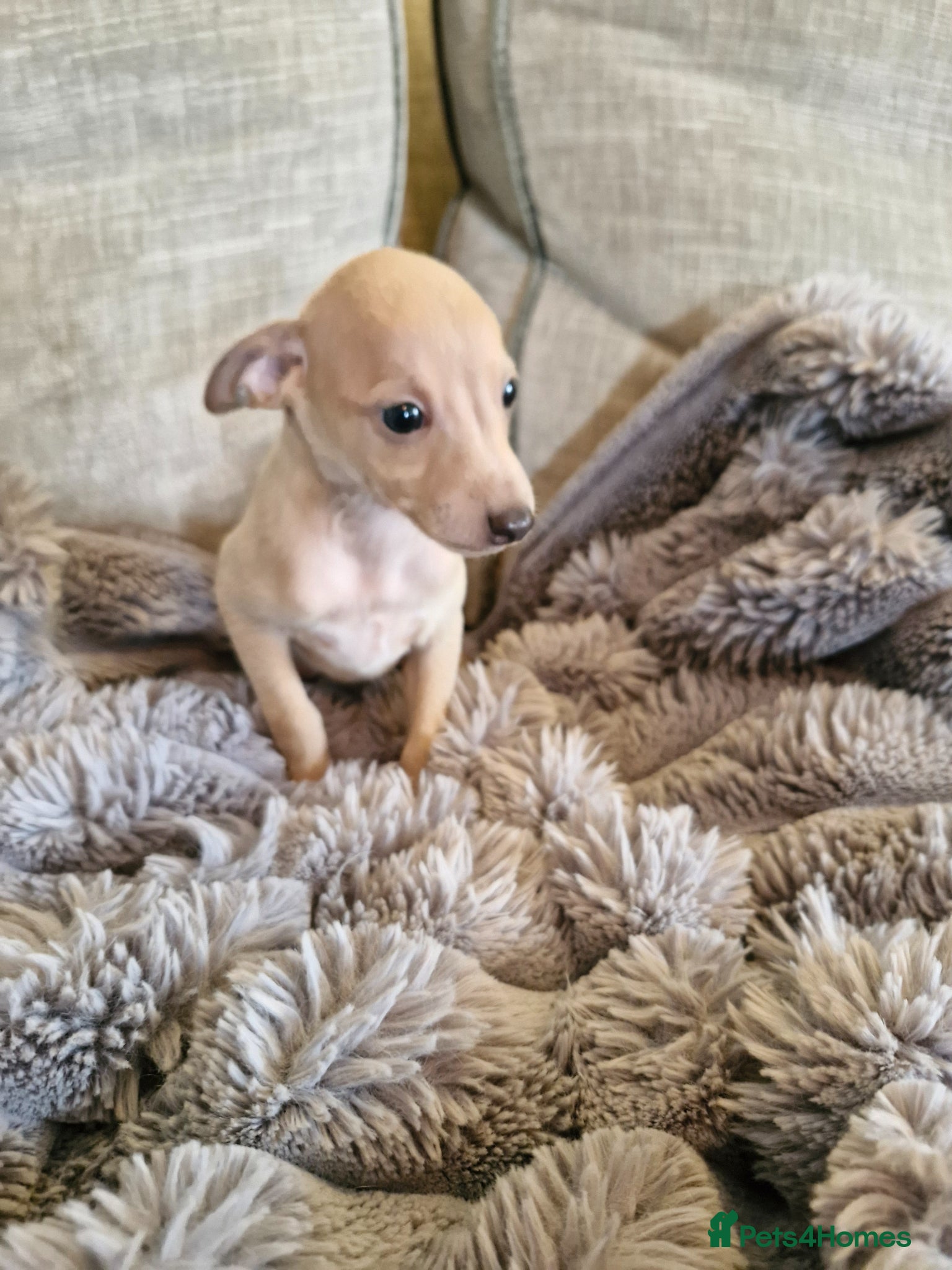 Italian Greyhound dogs KC reg Italian greyhound puppies  - Advert 1