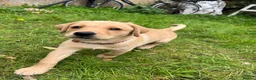Labrador Retriever dogs for sale: 3-Month-Old Labrador Retriever Puppy for Sale - Advert 2