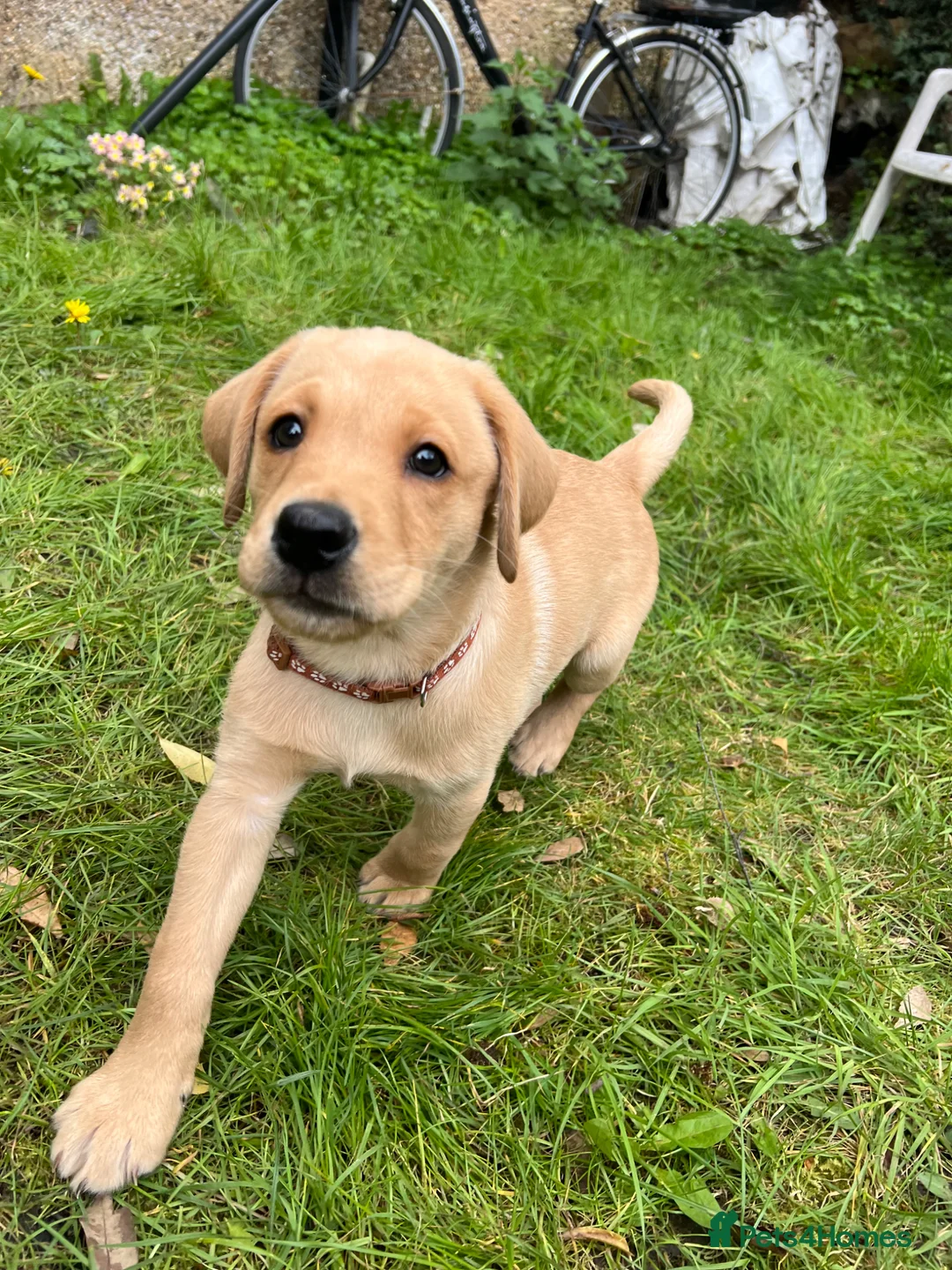 Labrador Retriever dogs for sale: 3-Month-Old Labrador Retriever Puppy for Sale - Advert 2