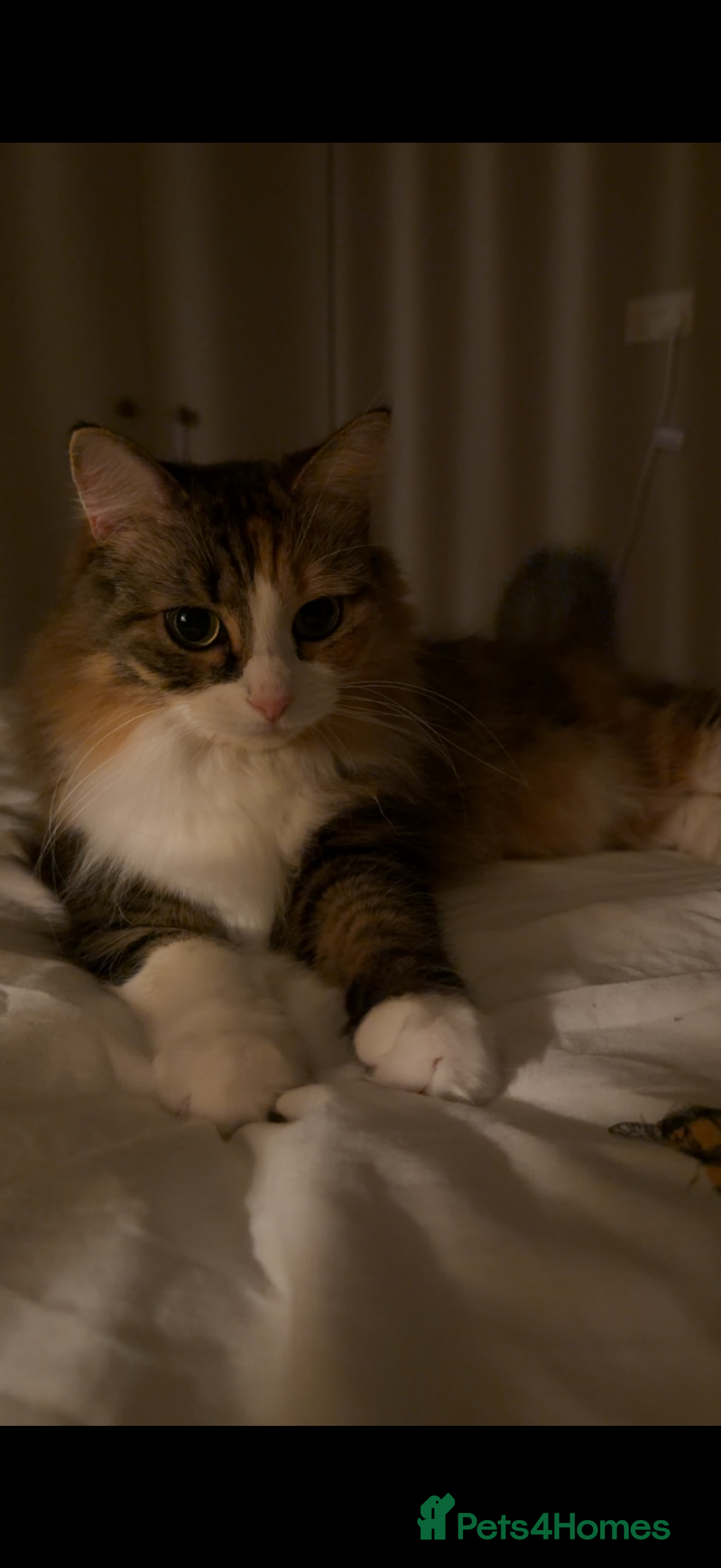 Siberian cats Purebred Siberian  - Advert 3