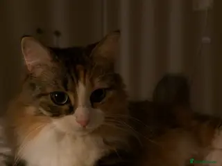 Siberian cats Purebred Siberian - Advert 3