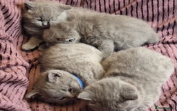 British Shorthair cats for sale: ✨British Shorthair Kittens looking for new family✨ - Advert 7