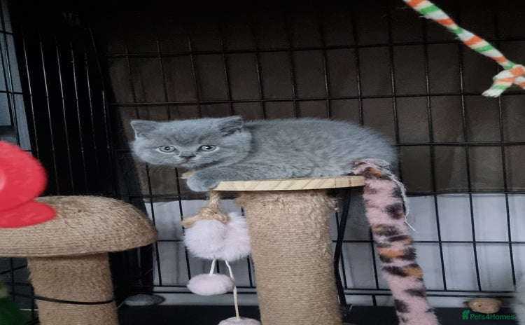 British Shorthair cats Lilac Female & Blue Males Healthy GCCF Pedigree - Advert 1