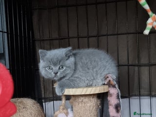 British Shorthair cats Lilac Female & Blue Males Healthy GCCF Pedigree - Advert 4
