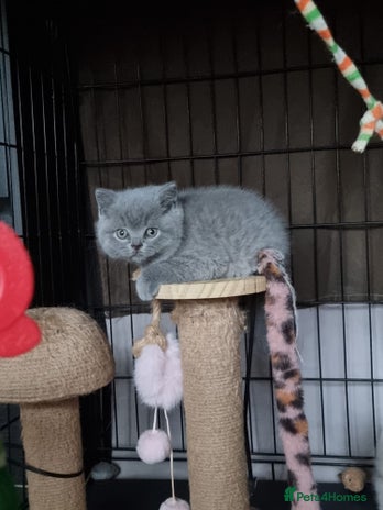 British Shorthair cats Lilac Female & Blue Males Healthy GCCF Pedigree - Advert 1