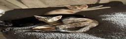 Domestic Shorthair cats for sale: Lovely kittens  - Advert 4
