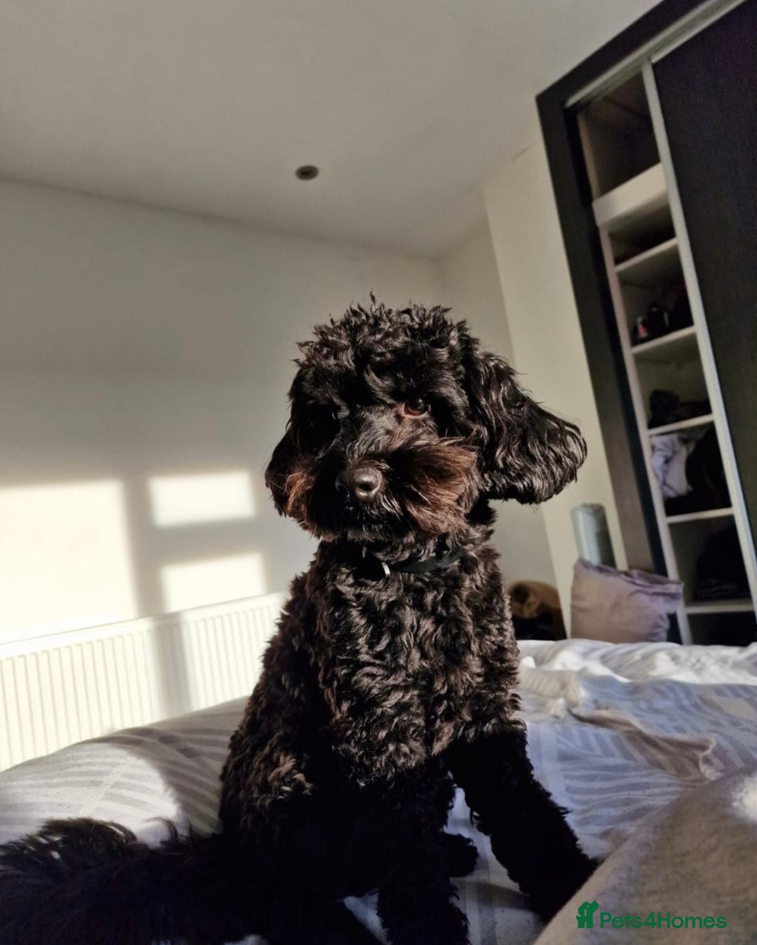 Cockapoo dogs for sale: Cockapoo Hypoallergenic F2B Pups - Full jabs - Image 3