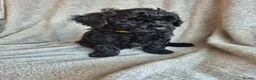 Miniature Poodle dogs for sale: Ready now! Only 2 girls left  - Advert 2
