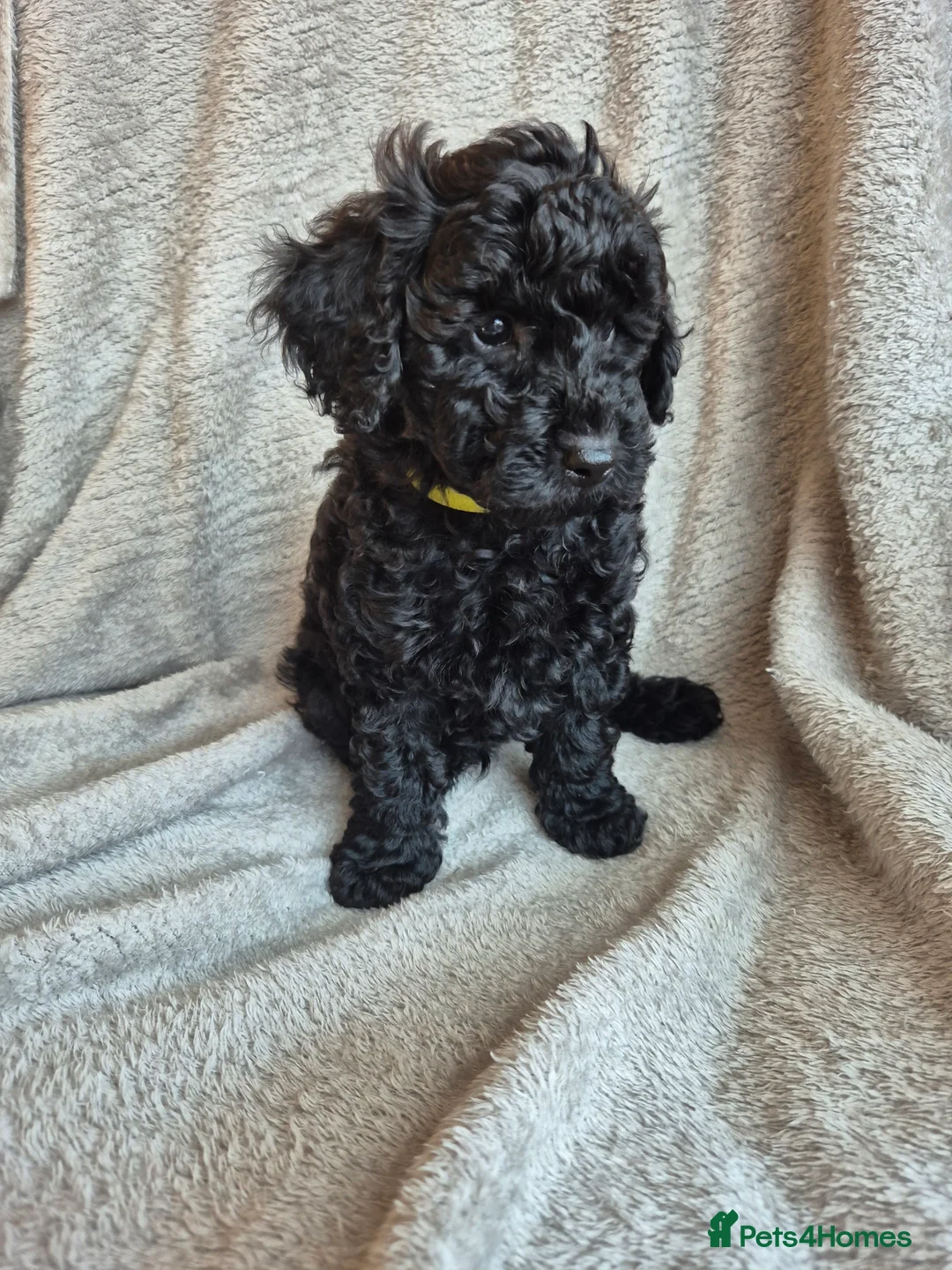 Miniature Poodle dogs for sale: Ready now! Only 2 girls left  - Advert 2