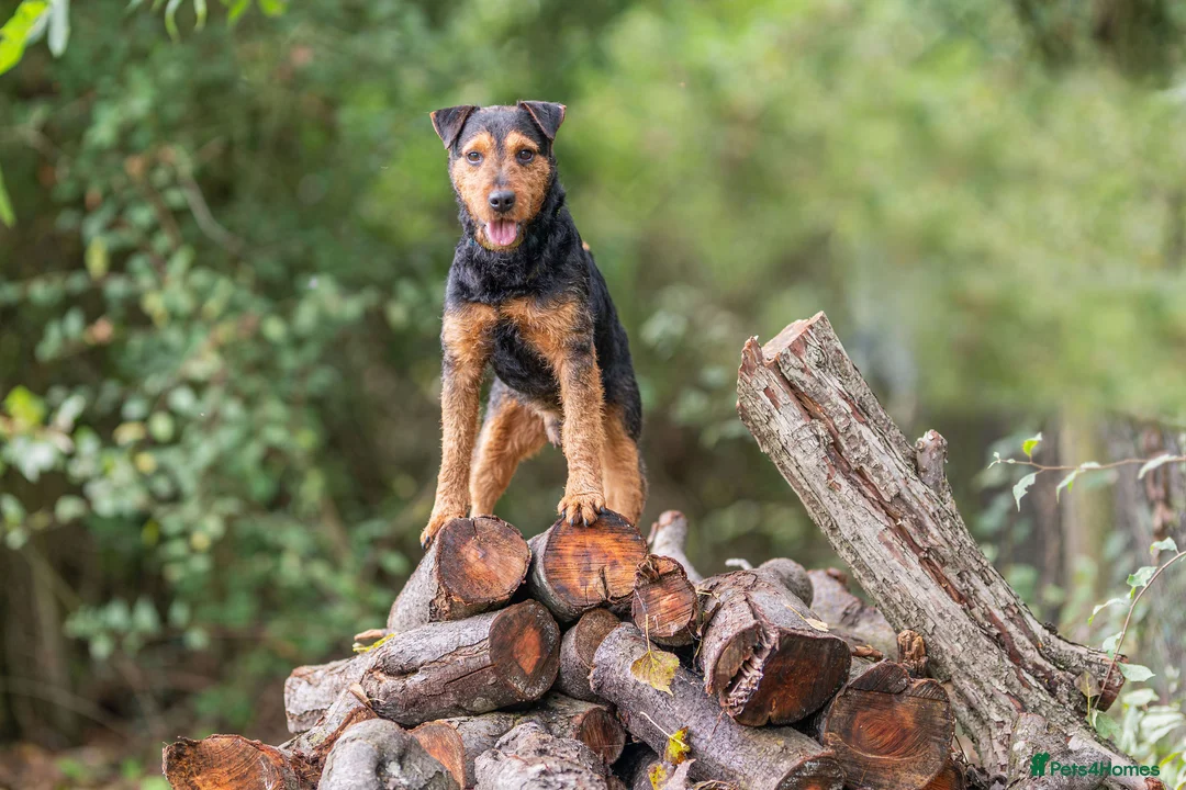 Lakeland Terrier dogs for stud: Lakeland terrier at stud in Newark - Advert 4